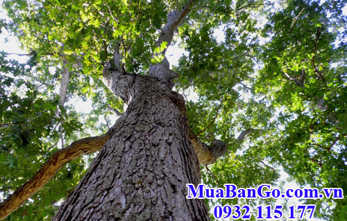 cây gỗ sồi trắng (white oak) Mỹ