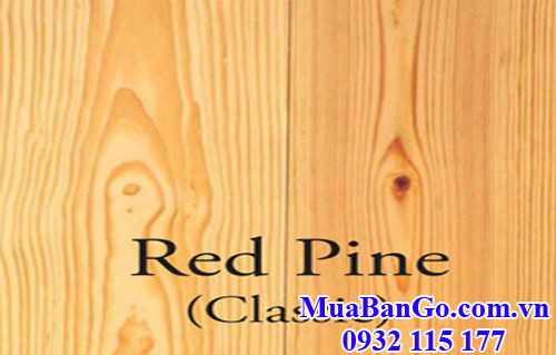 gỗ thông đỏ (red pine) tạo nhiều bất ngờ