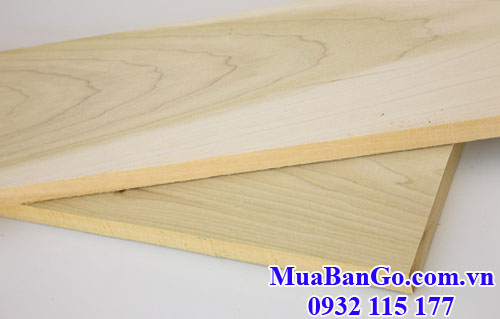 gỗ bạch dương (gỗ poplar)