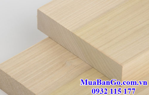 gỗ bạch dương (gỗ poplar) ngày càng được dùng nhiều