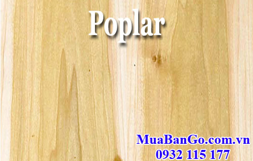 vân gỗ bạch dương (gỗ poplar)